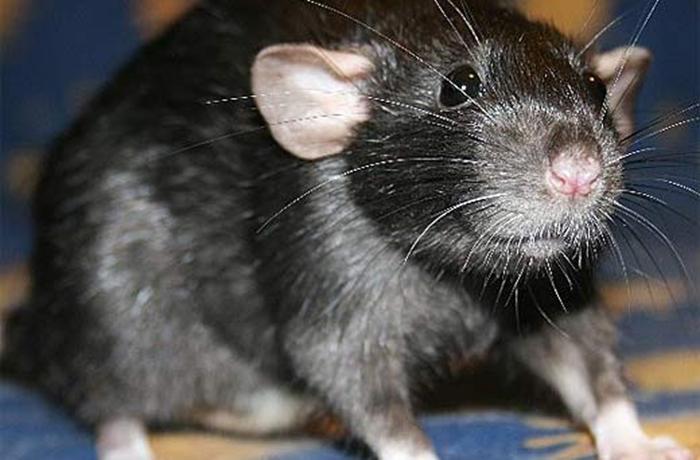 10 keo dính chuột siêu dính Hàn Quốc