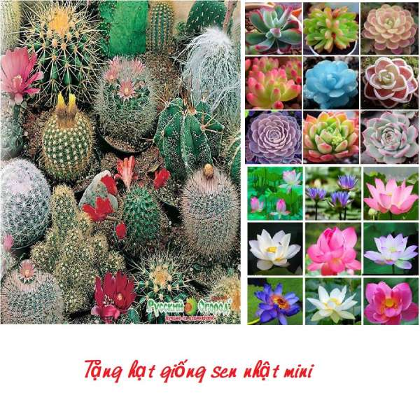 Combo 02 hạt giống Xương Rồng Mix + Sen Đá Mix (Tặng gói hạt giống hoa Sen Mini Nhật Bản)