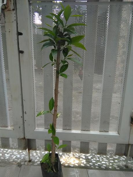 Cây Vối nếp- chiều cao 80cm