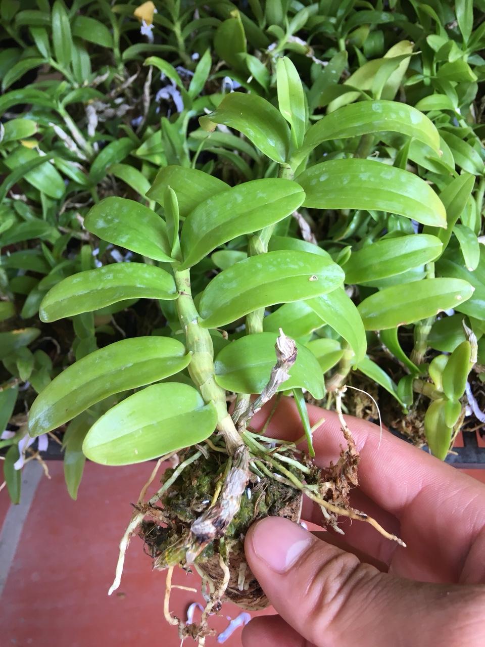 Lan trầm rồng đỏ giống ( Den Nestor)