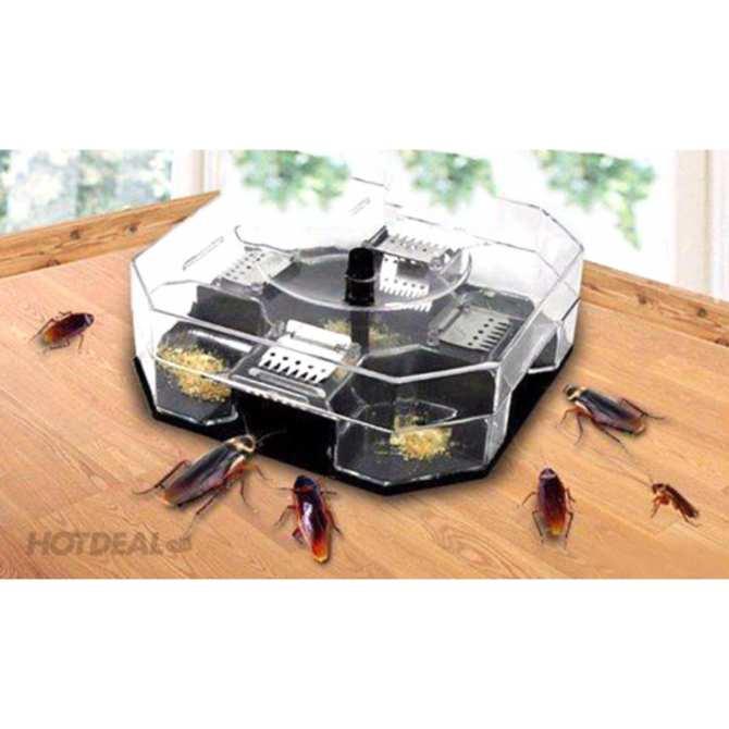 Combo 02 máy bắt gián triệt để