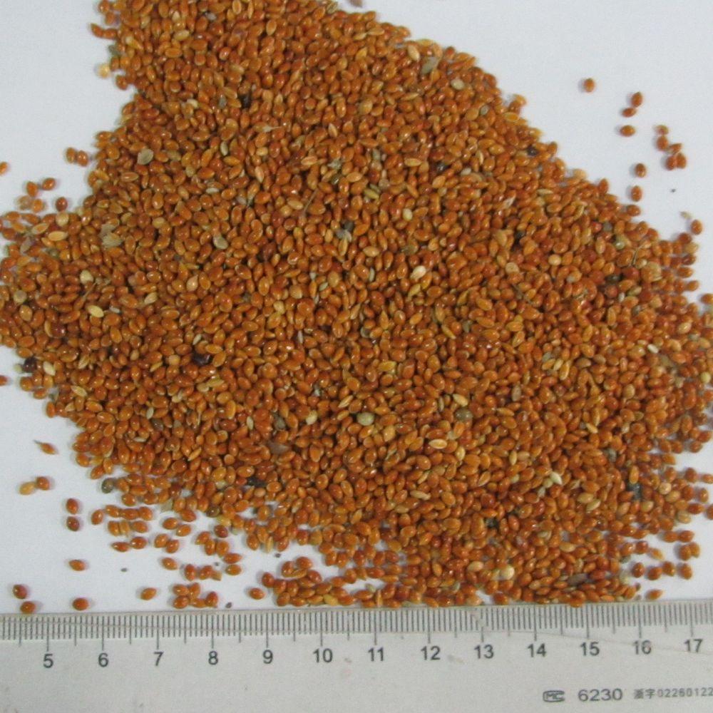 Hạt Kê Đỏ loại hạt nhỏ 1Kg L1 có vỏ cho yến hót, vẹt....