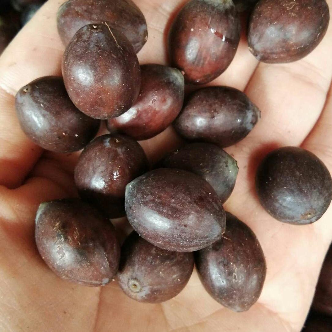 Hạt sen tươi chưa tách vỏ 1kg