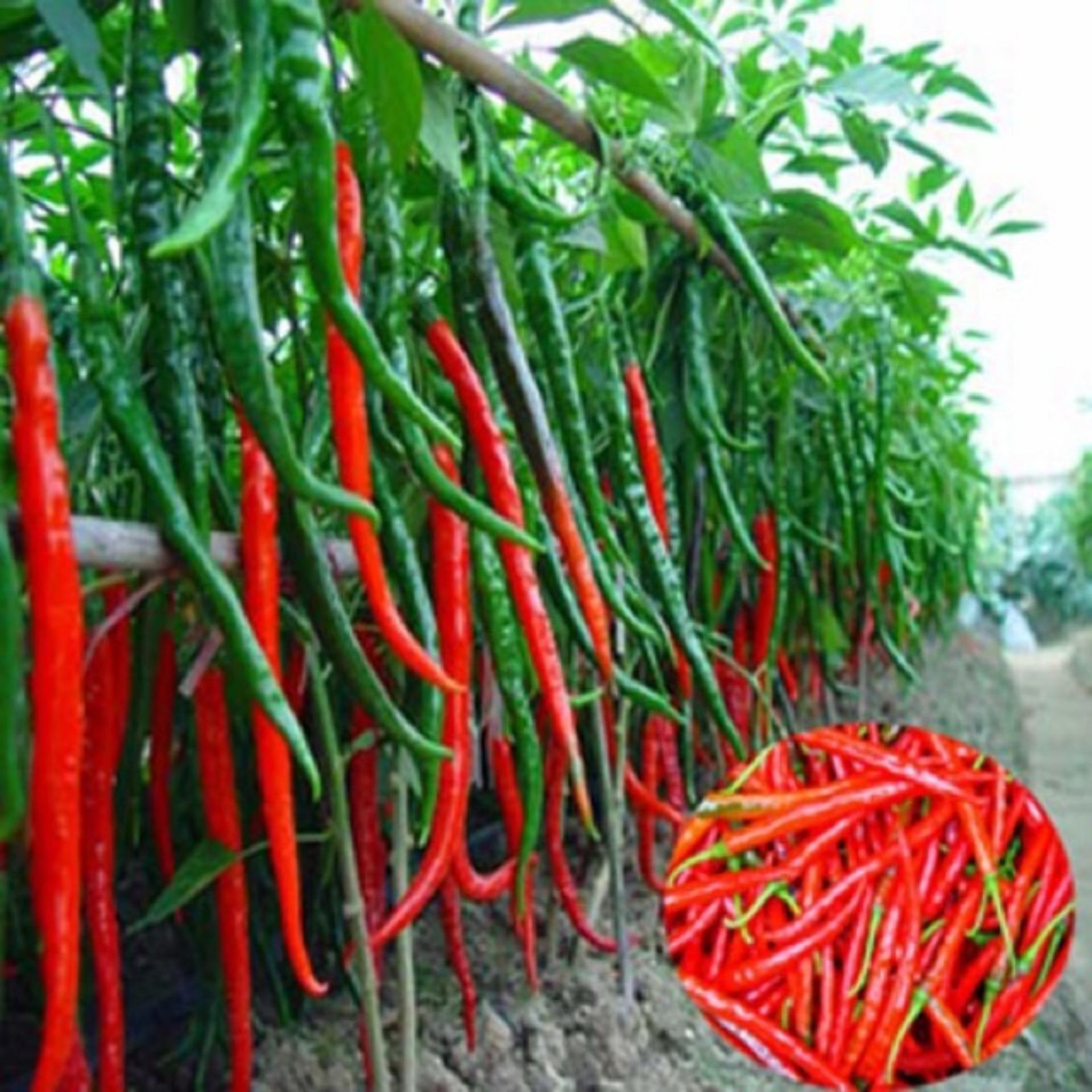 Hạt giống Ớt chỉ đậu đũa