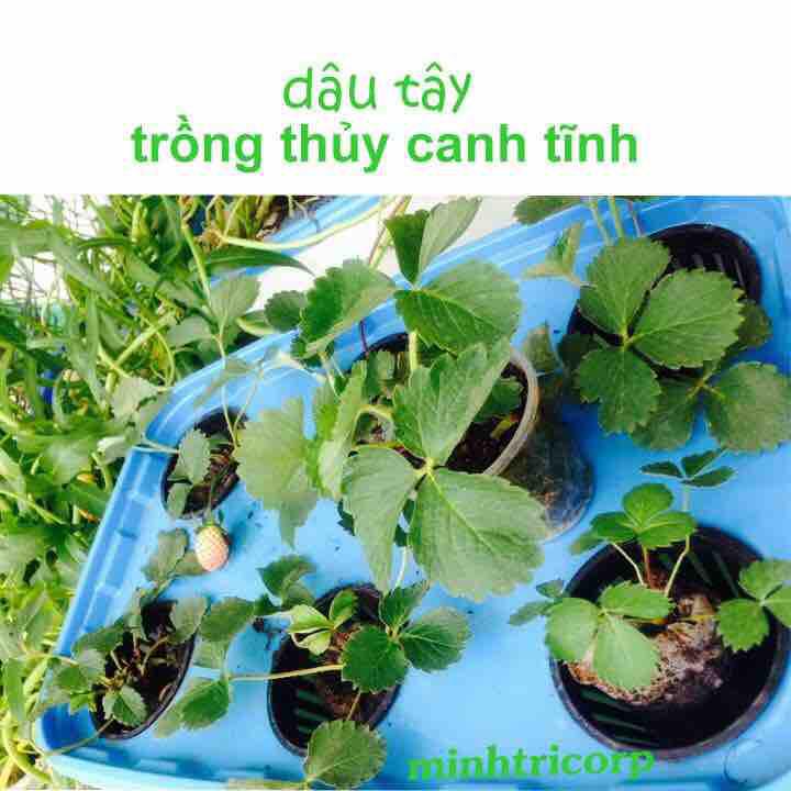 Combo Bộ 10 Thùng Trồng Rau Ăn Lá