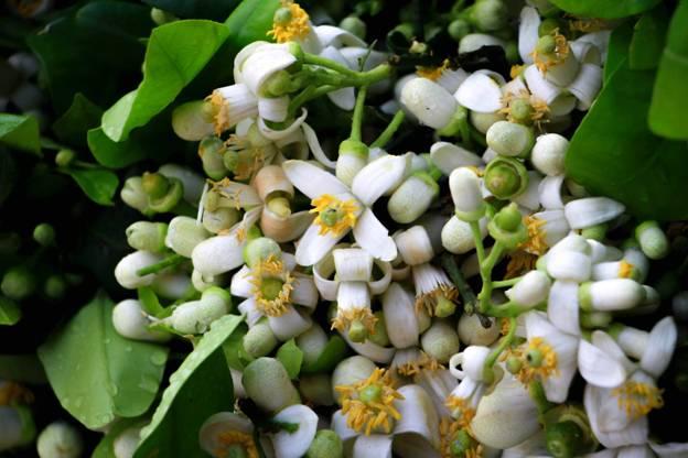 THIOUREA 99 THIRABONG (Thioirea 99%=sure 99) Đánh thức mầm ngủ (phá hủy miên trạng) của chồi ngủ (mầm chồi, lá, hoa) giúp cây ra tược đồng loạt, ra hoa trái vụ