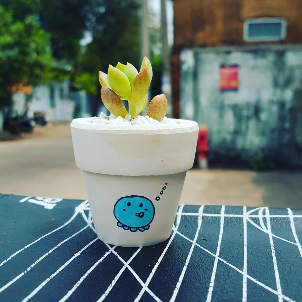 Combo 2 chậu sen đá mini siêu cute