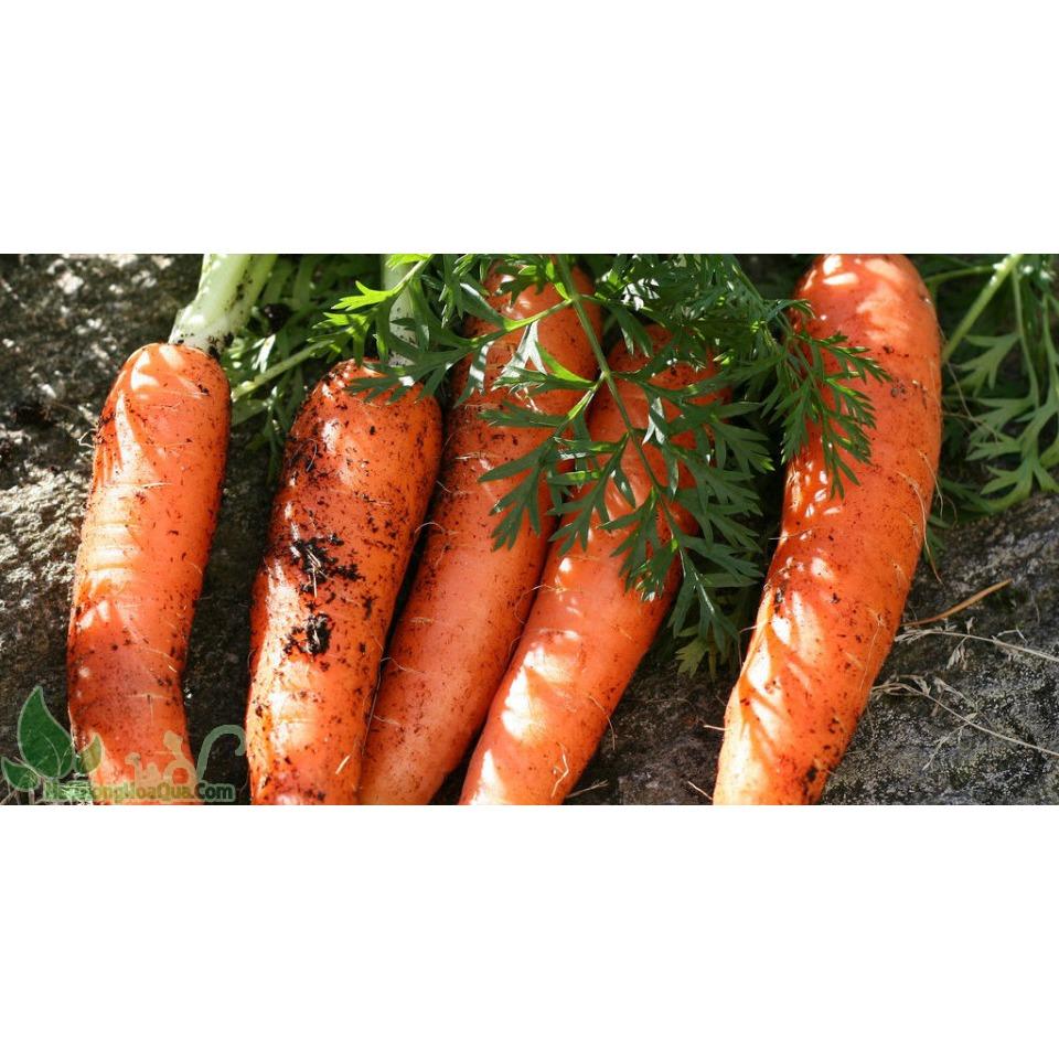 [HCM]HẠT GIỐNG CỦ CÀ RỐT RADO 507_5g