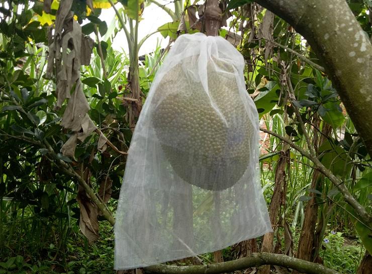 Bao mít 40x50cm vải mùng 100 cái