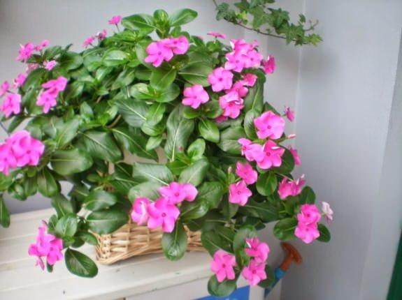 Gói 50 Hạt giống Dừa cạn Hồng (tặng gói kích nẩy mầm và hướng dẫn)