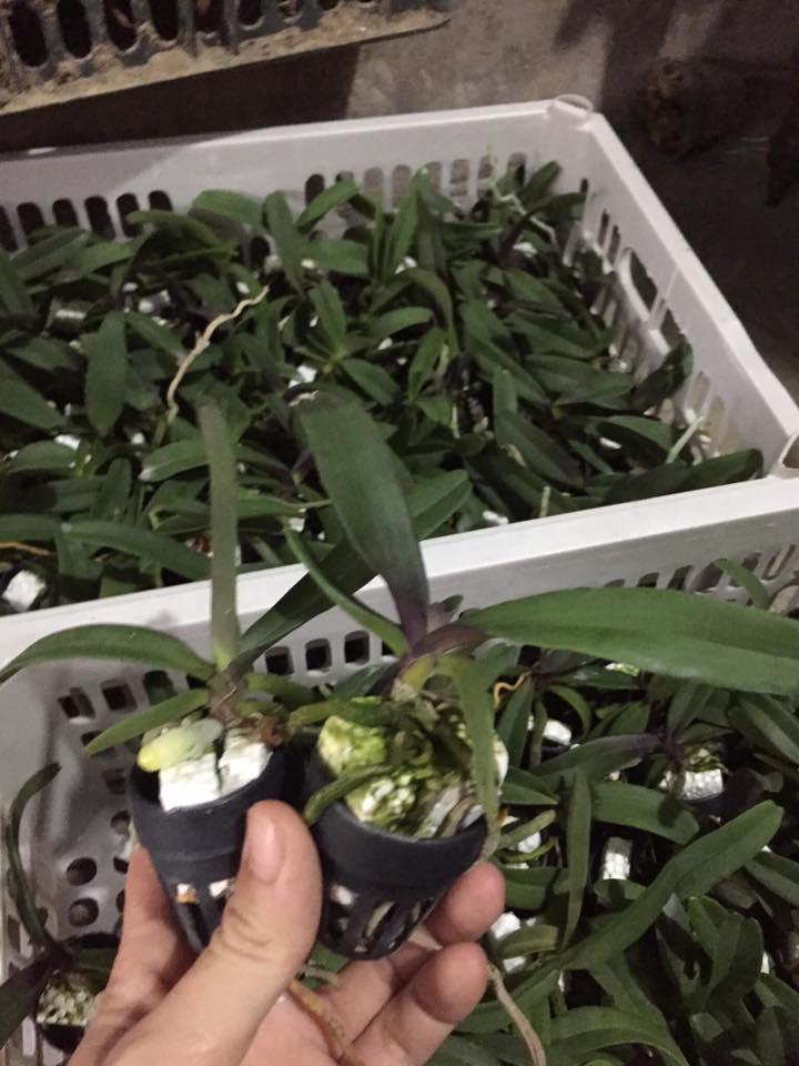 Lan giống Đai Châu Thái (combo 6 cốc 6 màu)