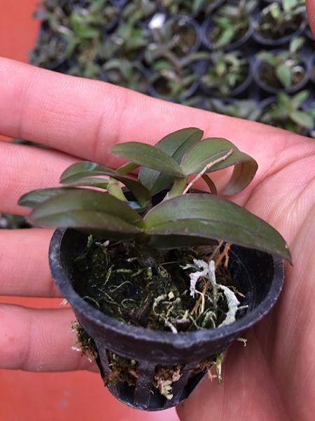 Lan Dã Hạc Châu như Giống