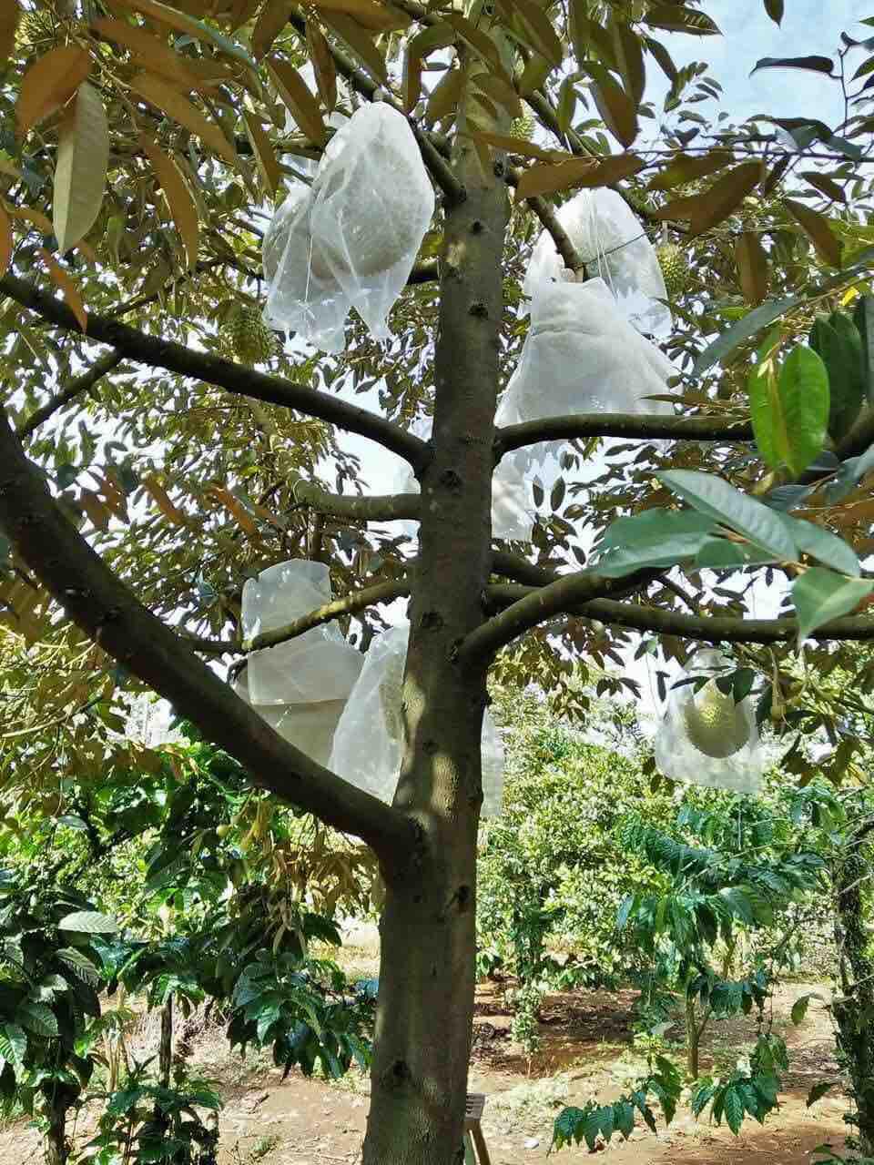 10 Bao cột trái cây tránh côn trùng