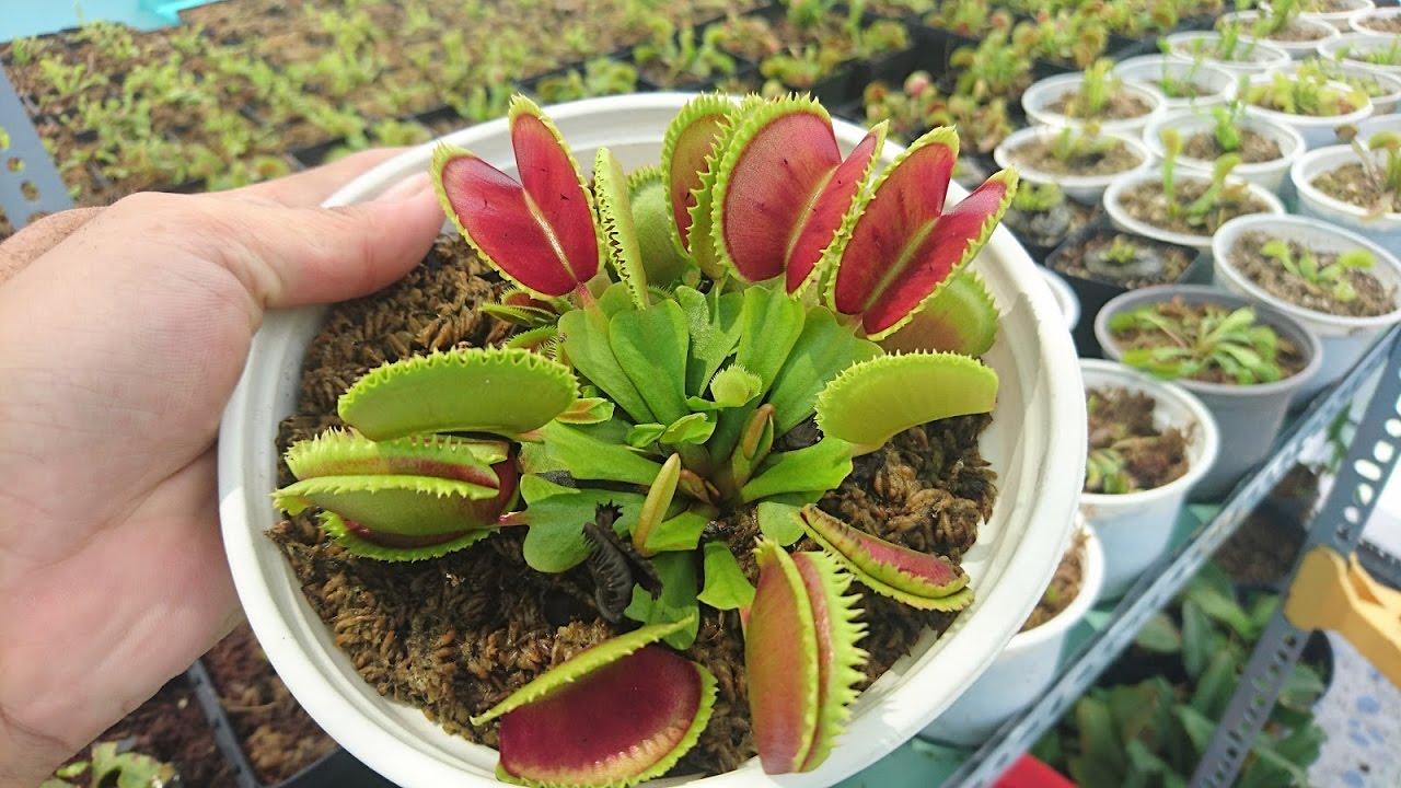 [Lấy mã giảm thêm 30%] Hạt giống cây bắt côn trùng (cây bẫy kẹp) (15 hạt)