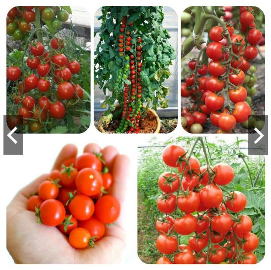 Hạt giống Cà chua bi cao cây