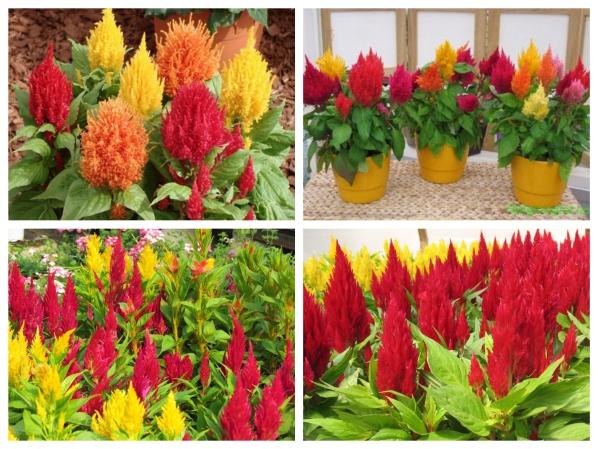 [HCM]hạt giống hoa mào gà lửa f1