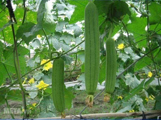 Hạt giống mướp hương  Thái Lan, gói 15 hạt