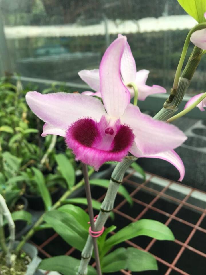TRẦM RỒNG HÈ (đen nestor Sun flower)