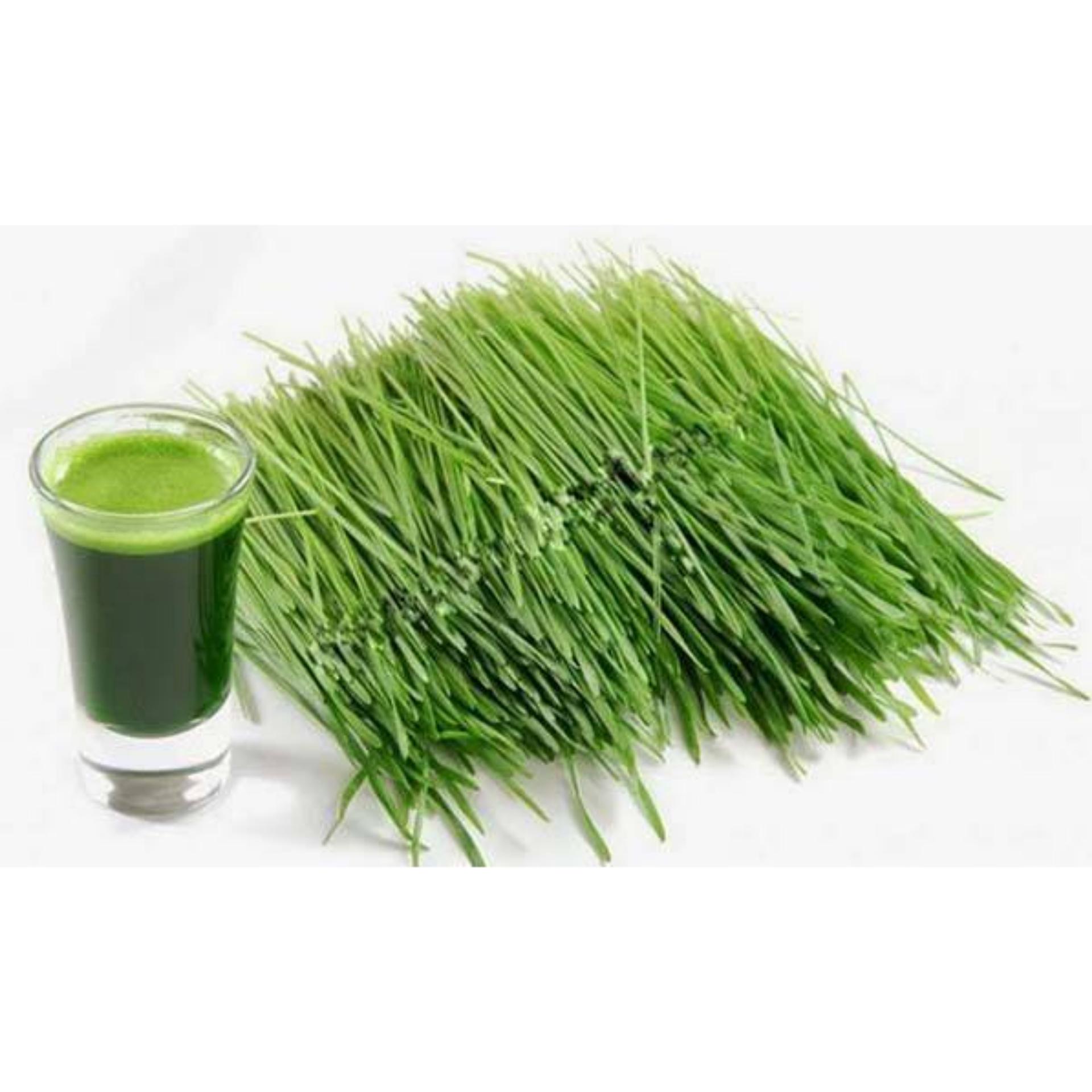 Bột lá lúa mạch non Barley golden - Nhật bản (3gx22 gói)