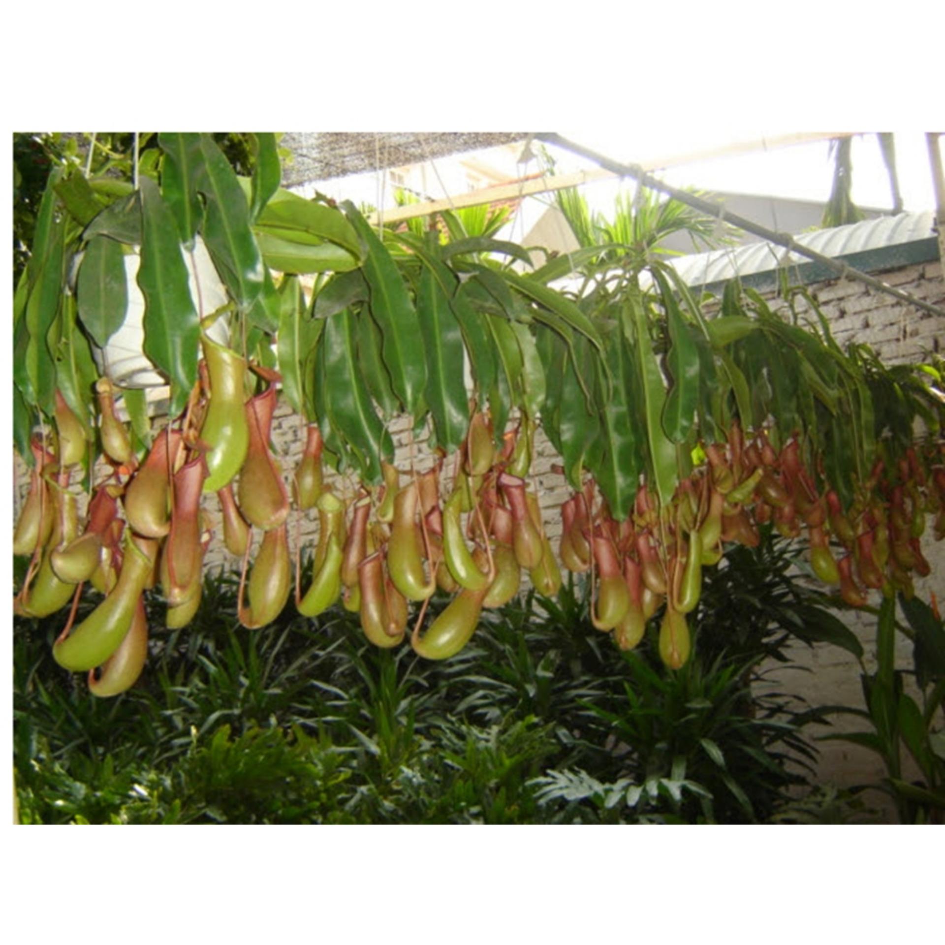 Hạt giống cây Nắp ấm