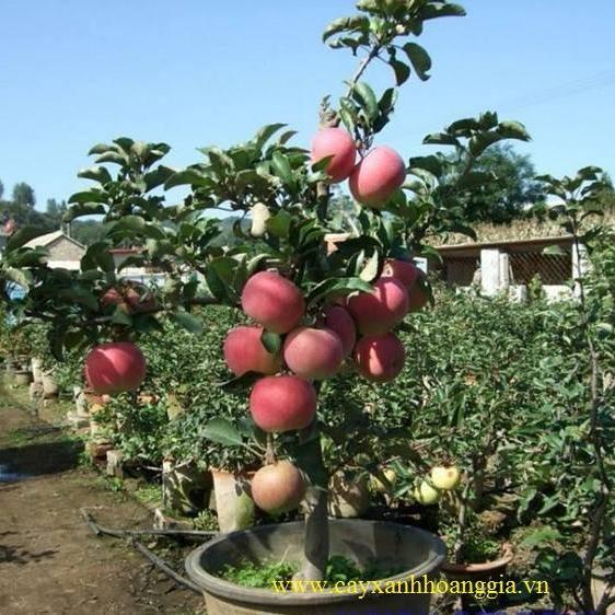 Hạt Giống Táo Đỏ Mỹ Lùn " 10 hạt "