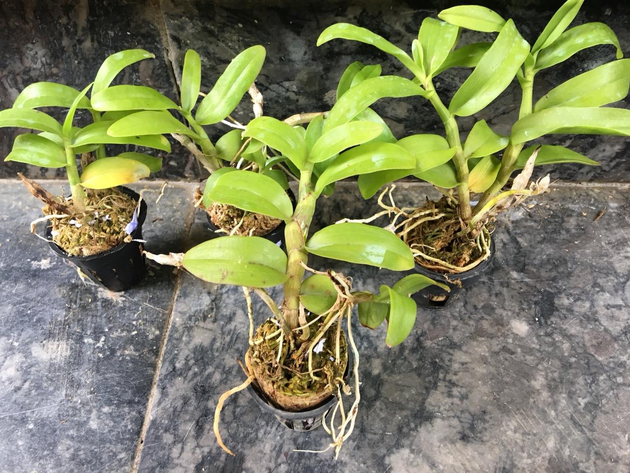 trầm hồng nương Lai trầm siêu tím ( den nestor pink girl x Den nestor )