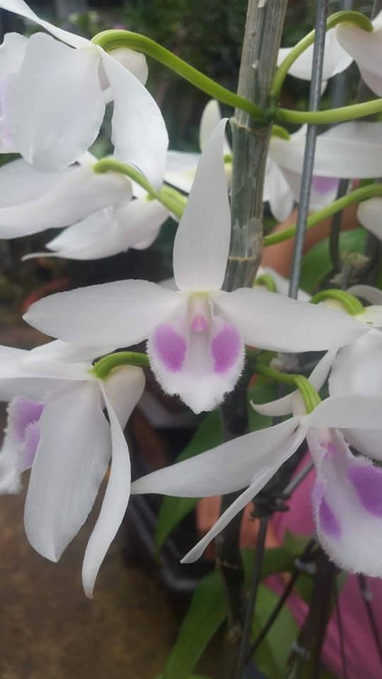 Phi điệp 5ct Hải dương hàng gieo hạt