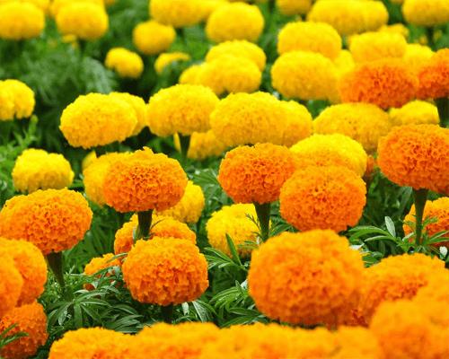 Hạt giống hoa Cúc vạn thọ mỹ