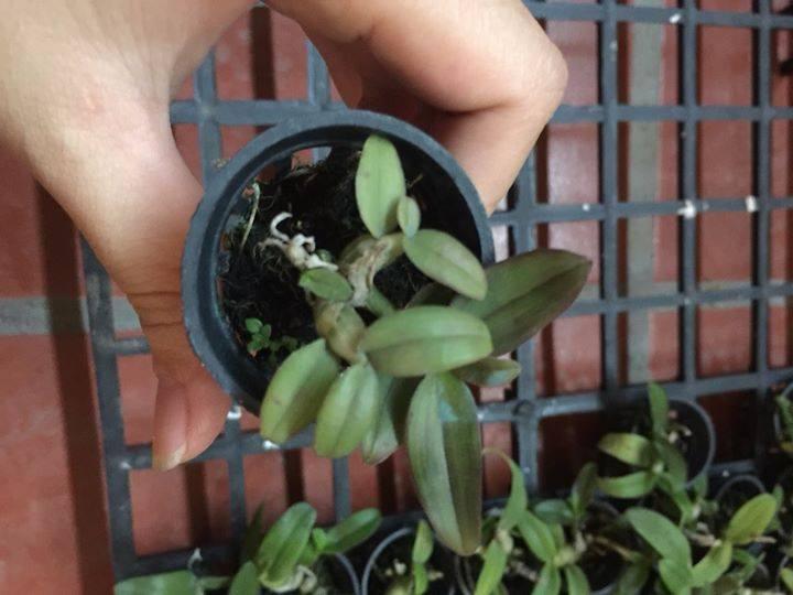 Lan Dã Hạc Châu như Giống