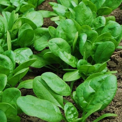 Hạt giống cải bó xôi (rau chân vịt) 20gr