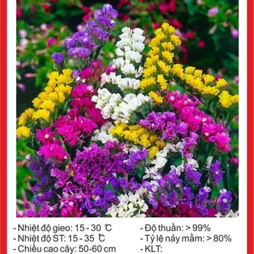 2 gói Hạt giống hoa Salem Mix ~200 hạt (tặng gói kích nẩy mầm và hướng dẫn)