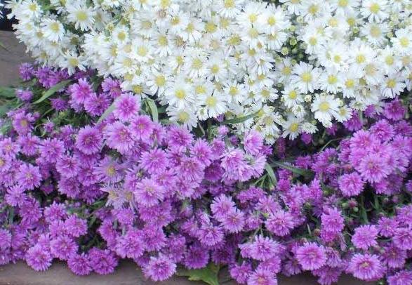 Hạt giống hoa Thạch thảo CAO mix màu