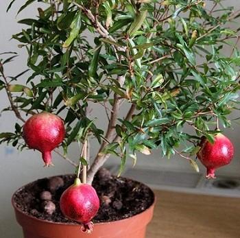 Gói 15 Hạt giống Lựu Lùn Đỏ, Sai Quả (tặng gói kích nẩy mầm và hướng dẫn)