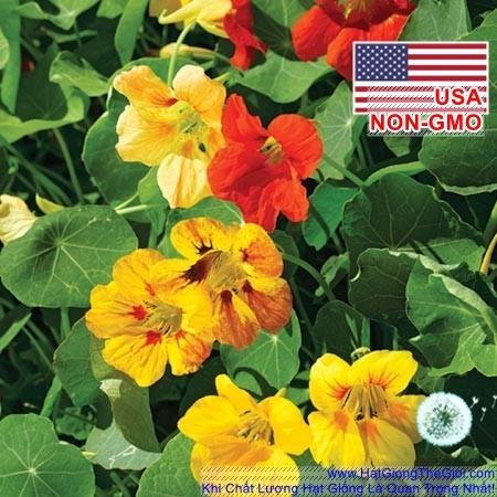 10GR 80.HAT Hạt Giống Sen Cạn Rủ Mix Màu (KD| -KD: B10*V45*M024)