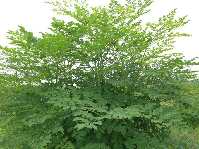 Hạt cây chùm ngây - gói 10 hạt