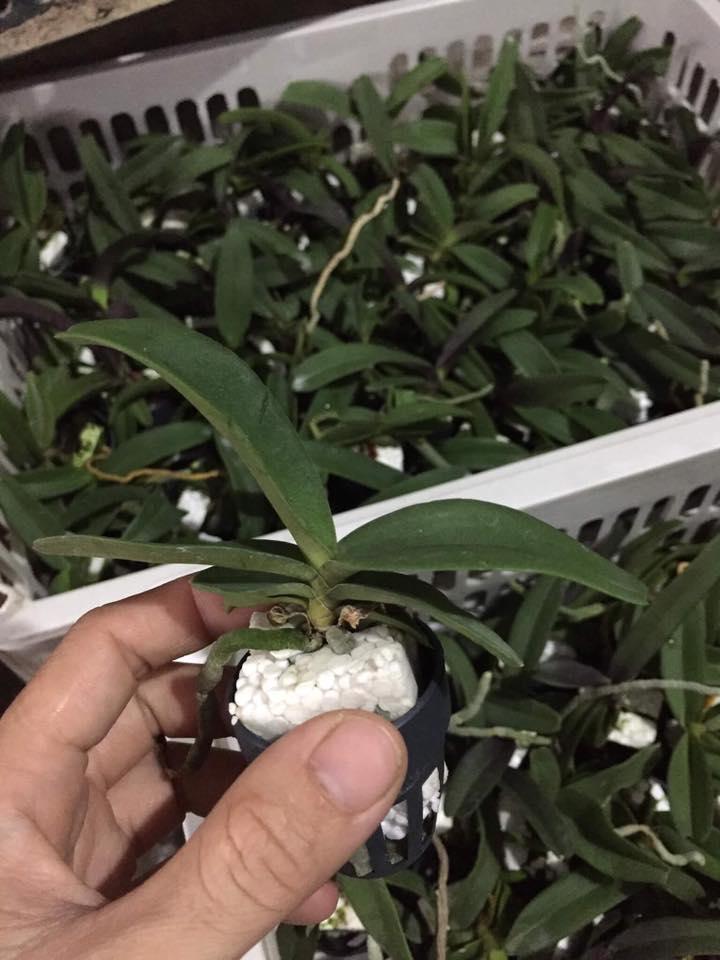 Lan giống Đai Châu Thái (combo 6 cốc 6 màu)