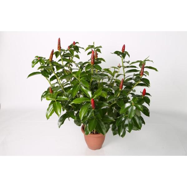 Cây Phước Lộc Thọ