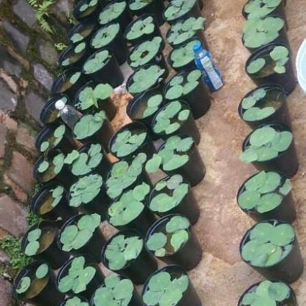 Hạt giống sen mini nhật mix màu ( 1 gói 5 hạt + Kèm 1 gói bùn sạch để trồng sen )