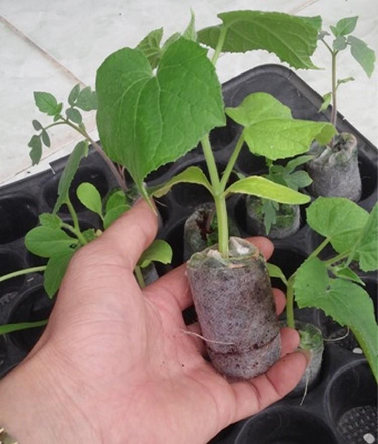 Bộ 80 viên nén ươm hạt giống (viên nén xơ dừa)
