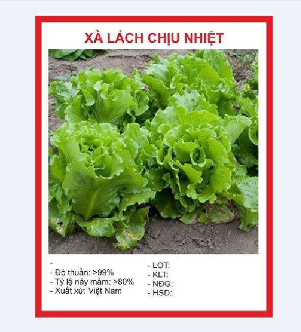 Combo 4 gói hạt giống xà lách ( xà lách xoăn tím- xoăn xanh - xà lách đăm - xà lách chịu nhiệt)