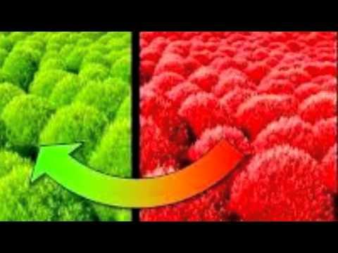 Hạt giống hoa Cỏ đổi màu