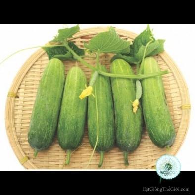 10h hạt giống dưa chuột trái ngắn