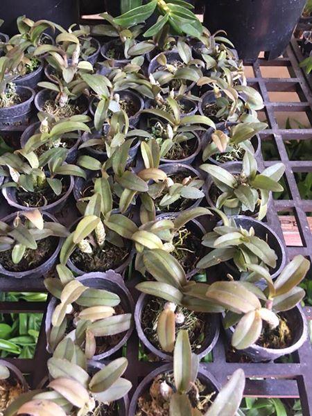 Lan Dã Hạc Châu như Giống