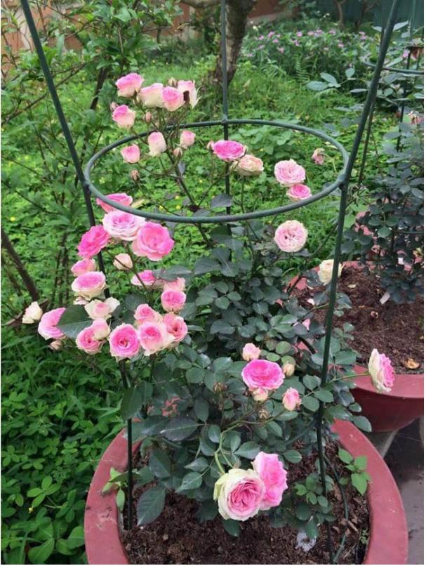 Giống Hoa Hồng Leo Pháp Nhiều Màu