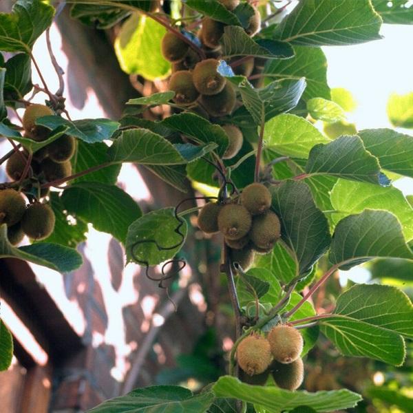 Gói 30 Hạt giống Kiwi (tặng gói kích nẩy mầm và hướng dẫn)
