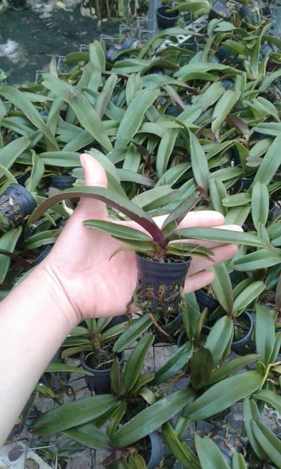 Lan giống Đai Châu Thái (combo 4 cốc 4 màu)