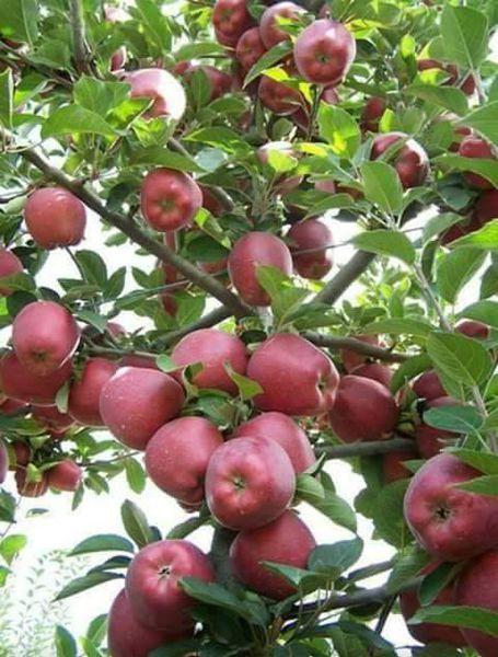 Hạt giống Táo tây ( táo lùn đỏ) F1