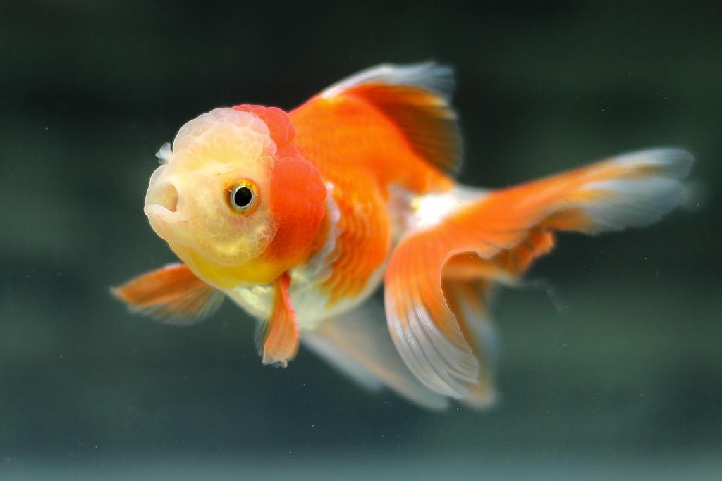 Thức ăn Goldfish dành cho cá vàng, cá ba đuôi (Gói 50g)