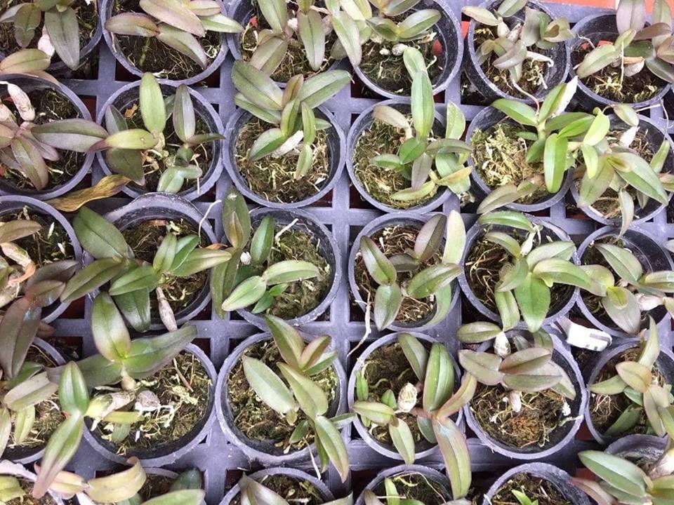 Lan Dã Hạc Châu Như Giống
