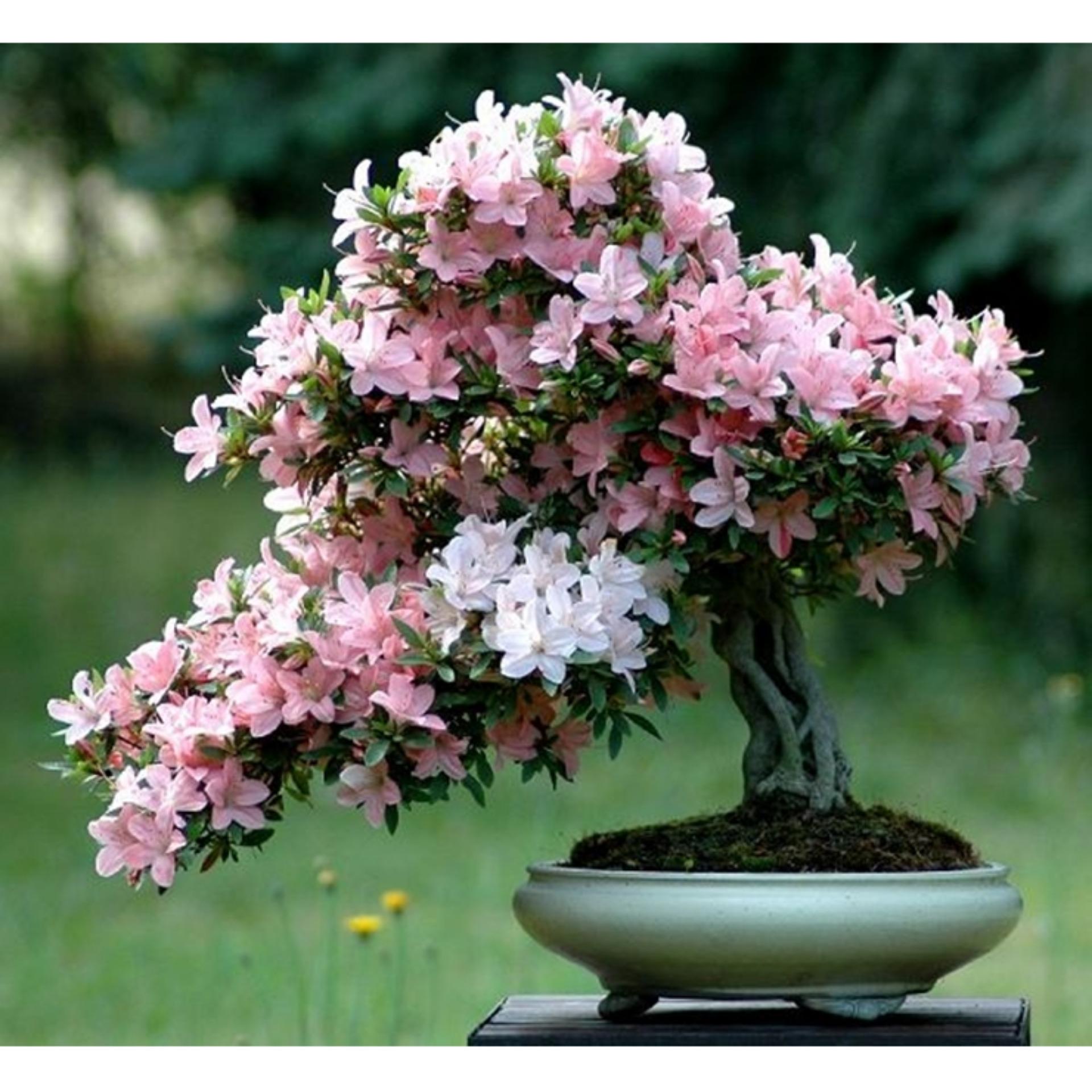HẠT GIỐNG HOA ĐỖ QUYÊN